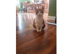 Adopt Tiger a Calico or Dilute Calico Calico / Mixed (short coat) cat in