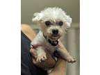 Adopt Martie a White Maltipoo / Mixed dog in Thousand Oaks, CA (41492790)