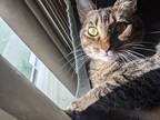 Adopt Tiguerita a Brown Tabby Tabby / Mixed (medium coat) cat in Hollywood