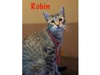 Adopt Robin a Domestic Shorthair / Mixed (short coat) cat in Ridgely