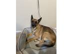 Adopt Fresco a Brown/Chocolate - with Tan Belgian Malinois / Mixed dog in