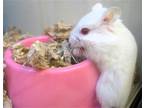Adopt BABY BUBBLES a Hamster (medium coat) small animal in Tustin, CA (41480523)