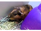 Adopt BOBA a Guinea Pig (medium coat) small animal in Tustin, CA (41480522)