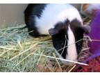 Adopt ALIBABA a Guinea Pig (medium coat) small animal in Tustin, CA (41480521)