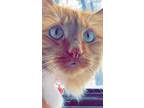 Adopt Peaches a Orange or Red Tabby / Mixed (short coat) cat in Clifton