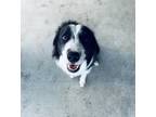 Adopt Riley a Black - with White Border Collie / Mixed dog in Abbeville