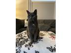Adopt Bear a Gray or Blue Russian Blue / Mixed (short coat) cat in Montclair