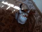 Adopt Olive a Calico or Dilute Calico Calico / Mixed (short coat) cat in Akron