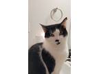 Adopt Loki a Black & White or Tuxedo American Shorthair / Mixed (short coat) cat