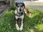 Adopt Cash a Merle Catahoula Leopard Dog / Mixed dog in Nipomo, CA (41492693)
