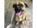 Adopt Mindy a Pug / Beagle / Mixed dog in Oakland, NJ (41492720)