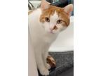 Adopt Walle a White (Mostly) American Shorthair / Mixed (short coat) cat in Fort