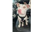 Adopt Blaze a Merle American Pit Bull Terrier / Mixed dog in East Windsor