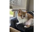 Adopt Freya a Orange or Red Tabby American Bobtail / Mixed (short coat) cat in