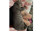 Adopt Gegee a Gray, Blue or Silver Tabby Tabby / Mixed (short coat) cat in
