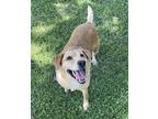 Adopt Maya a Tan/Yellow/Fawn Labrador Retriever / Mixed dog in Ganado