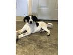 Adopt Paige a White - with Black Australian Cattle Dog / Border Collie / Mixed