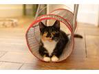 Adopt Flashy a Tortoiseshell Domestic Shorthair cat in Dayton, OH (41492381)