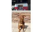 Adopt Kiba a Mixed Breed (Medium) / Mixed dog in Thousand Oaks, CA (41492355)