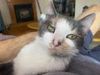 Adopt Callie a Calico or Dilute Calico Calico / Mixed (medium coat) cat in