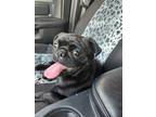 Adopt Hubert a Black Pug / Mixed dog in Menifee, CA (41492332)