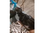 Adopt Tom a Tiger Striped Domestic Shorthair / Mixed (short coat) cat in