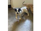 Adopt Punky a White - with Black Australian Cattle Dog / Mixed dog in Grove