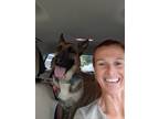 Adopt Elsa a Brown/Chocolate - with Black German Shepherd Dog / Mixed dog in