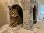 Adopt Benjie a Brown Tabby Bengal (short coat) cat in Dallas, TX (41492322)