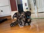 Adopt Luna a Brindle Terrier (Unknown Type, Small) / Mixed dog in Smyrna