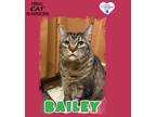 Adopt Bailey a Domestic Shorthair / Mixed (short coat) cat in Kingman