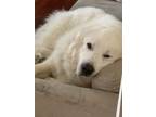 Adopt Haku a White Great Pyrenees / Mixed dog in Beaufort, SC (41492335)