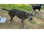 Adopt PeeWee a Merle Great Dane / Mixed dog in McFaddin, TX (41489758)