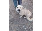 Adopt Barry a White - with Gray or Silver Great Pyrenees / Golden Retriever /