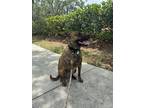 Adopt Rocky a Black - with Tan, Yellow or Fawn Shepherd (Unknown Type) /