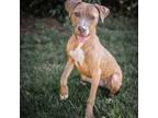 Adopt Magenta a Pit Bull Terrier, Mixed Breed