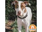Adopt Zoey a Pointer, Mixed Breed