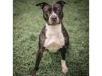Adopt Destiny a Pit Bull Terrier, Mixed Breed