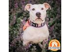 Adopt Stacy a Pointer, Mixed Breed