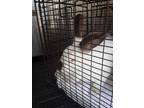 Adopt *APPLE JUICE a White Californian / Mixed rabbit in Austin, TX (35615922)