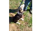 Adopt Sadie a Brown/Chocolate - with White Collie / Mixed dog in Cumberland