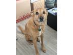 Adopt Miles a Tan/Yellow/Fawn - with White Golden Retriever / Poodle (Standard)