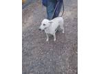 Adopt Brule a White German Shepherd Dog / Mixed dog in Cumberland, Rhode Island