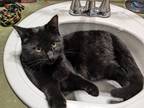 Adopt Vader a All Black American Shorthair / Mixed (short coat) cat in Shawnee
