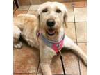 Adopt Rory a Tan/Yellow/Fawn Labradoodle / Mixed dog in Fisherville