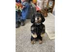 Adopt Violet a Black - with Tan, Yellow or Fawn Dachshund / Mixed dog in