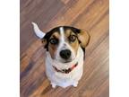 Adopt Skyler a Tricolor (Tan/Brown & Black & White) Mutt / Mixed dog in