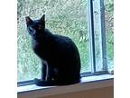 Adopt Paul a Black (Mostly) Domestic Shorthair / Mixed cat in Vacaville