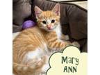 Adopt MaryAnn a Orange or Red Tabby (short coat) cat in RICHMOND, VA (41491740)