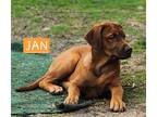 Adopt Jan a Tan/Yellow/Fawn - with White Doberman Pinscher / Dogue de Bordeaux /